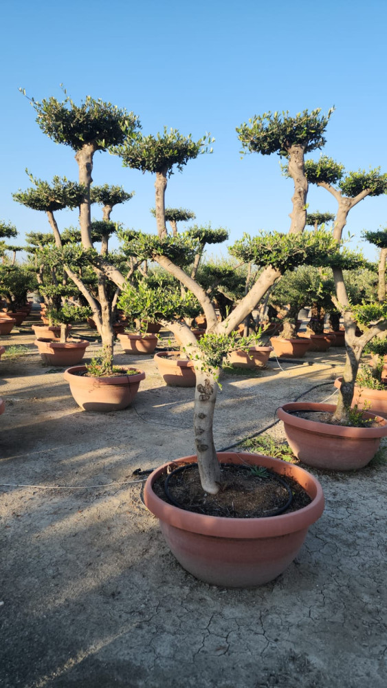 Olea europaea